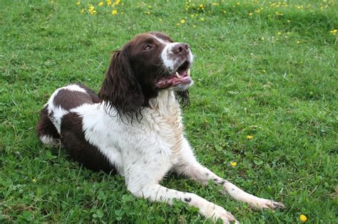 These are the 10 most popular puppy names for adorable Springer Spaniel dogs