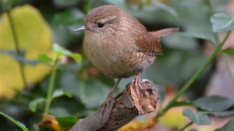 Winter Wren - Call | Range | Sound | Habitat | Facts | Ecology - Bird Baron