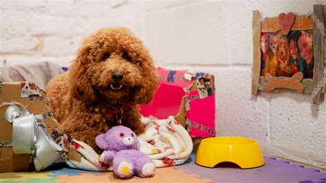 BBC iPlayer - Waffle the Wonder Dog - Series 3: 2. Waffle at the Kennels