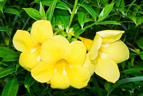 Allamanda cathartica - Monaco Nature Encyclopedia