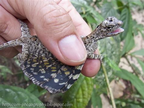 Gliding lizard by orionmystery | ePHOTOzine