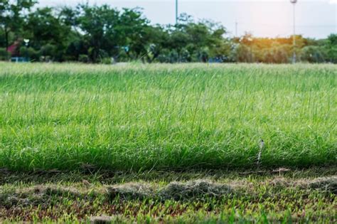 Premium Photo | Grass with sunlight in garden.