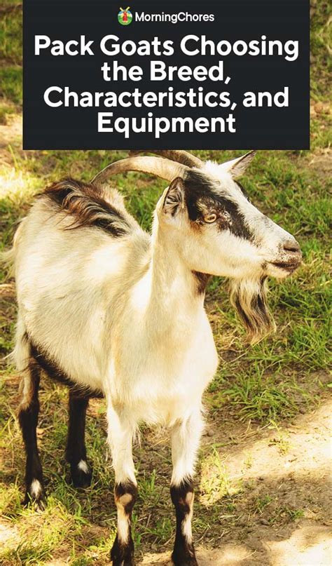 Pack Goats: The Benefits, Breeds, Characteristics, and Equipment