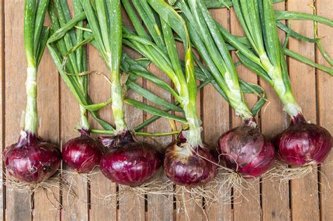 How to Grow and Care for Red Onions in the Garden