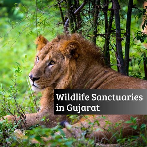 Wildlife Sanctuaries in Gujarat - Turuhi