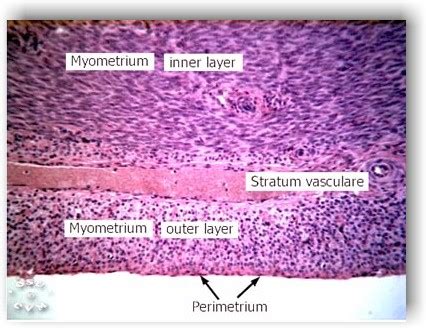 Myometrium Layers