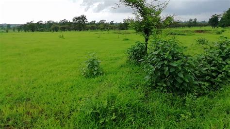 Agricultural Land for sale , it is 4.75Acres, Interested parties pls call on 9769017314 - YouTube