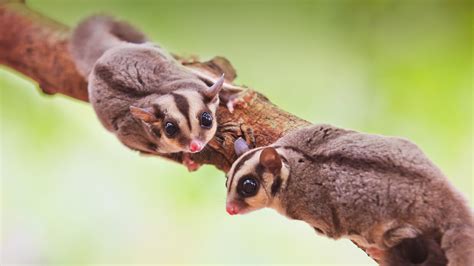 Sugar Glider | San Diego Zoo Animals & Plants