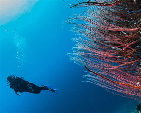 The coral reefs of Papua New Guinea - We love it Wild