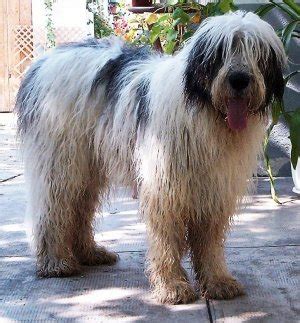 Mioritic Sheepdog - Pet Your Dog