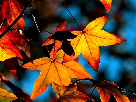 20+ Maple leaf wallpapers HD | Download Free backgrounds