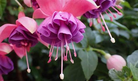 30 Types Of Pink Fuchsia Flowers To Consider