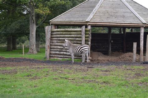 Playdays and Runways: Days Out | Knowsley Safari Park