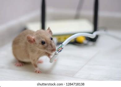 2,288 Rat Gnawing Images, Stock Photos & Vectors | Shutterstock