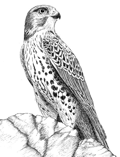 donlon's art: Hawk Pen & Ink