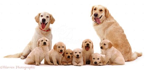 Dogs: Golden Retriever family photo - WP06465