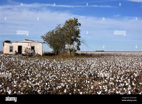 Cotton Farming, TEXAS, USA Stock Photo - Alamy