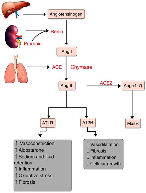 Diagnostics | Free Full-Text | The Renin-Angiotensin System: The ...