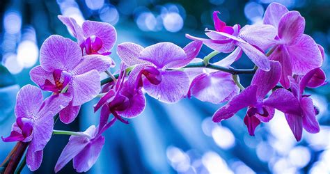 A Field of Light | Orchid wallpaper, Purple orchids, Orchids