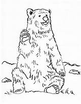 Printable Bear Coloring Pages sketch template