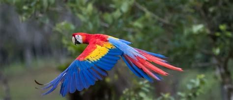 The 10 Most Beautiful Parrots In The World - AZ Animals