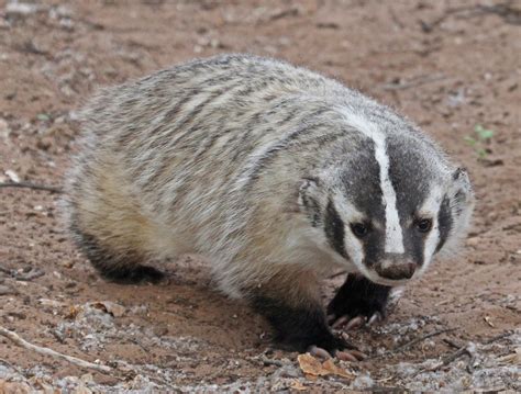 American Badger (Pennsylvania Mammals) · iNaturalist