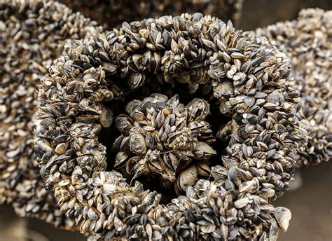 Quagga mussel larvae found in the Snake River - Boise River Flood ...