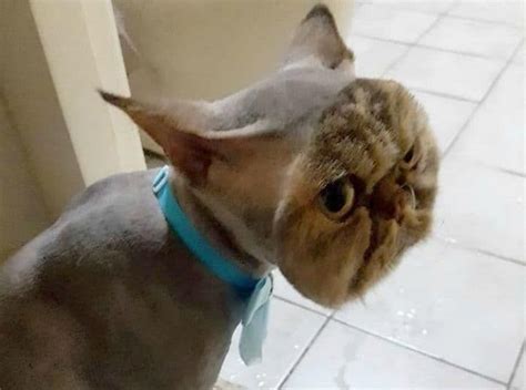 14 Hilarious Pictures of Pet Haircuts That Will Make You LOL -03 | Cat ...