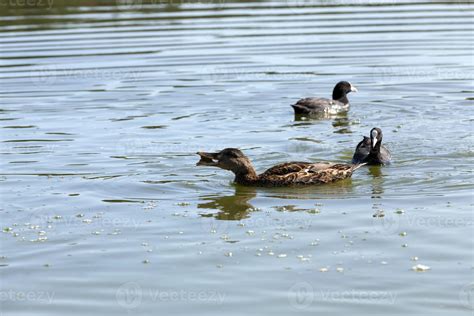 waterfowl wild birds ducks in the wild 9717928 Stock Photo at Vecteezy