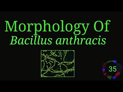 Shape Of Bacillus Anthracis Cell