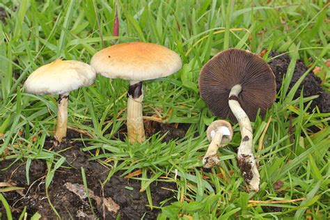 Psilocybe cubensis - Wikipedia