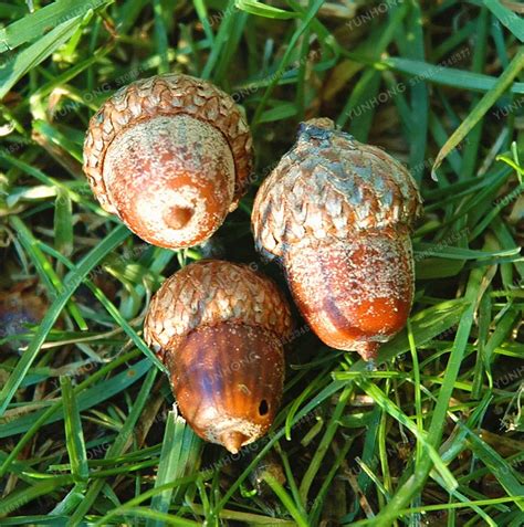 Rare Red Oak Quercus Alba Acorns Tree Seeds 10pcs - Pure Bonsai