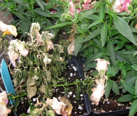 How to Deadhead Snapdragons – A Complete Guide - Plants Craze