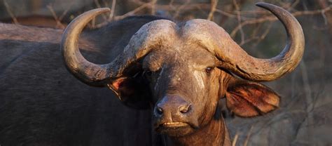 Meet the Sizeable Water Buffalo | Critter Science