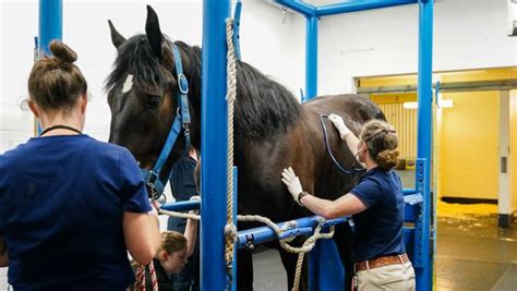 Equine Anesthesia: Keeping horses sleeping easy | Cornell University ...