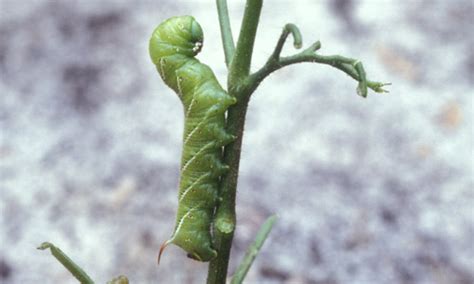 blue hornworm life cycle - Claudette Wendt