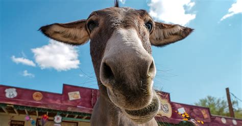 Oatman | Visit Arizona