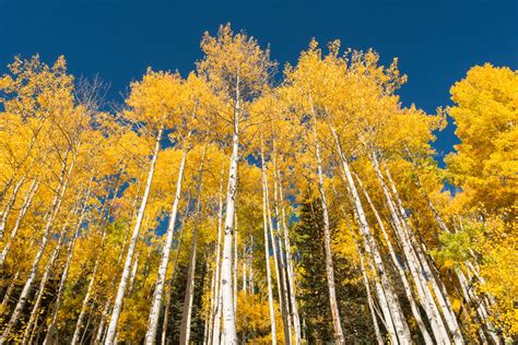 Autumn Aspens in Colorado - Shawn Beelman Photography