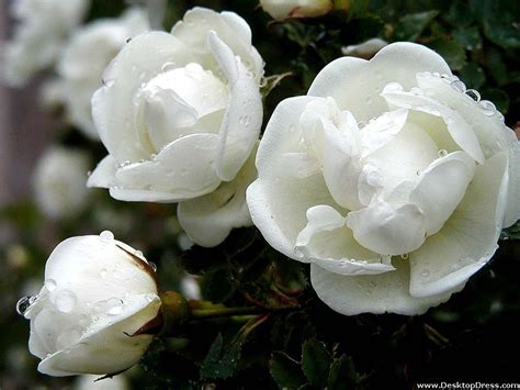 Desktop Wallpapers » Flowers Backgrounds » Wet White Roses » www.desktopdress.com