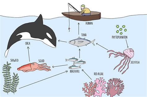 Ocean Food Chain Decomposers