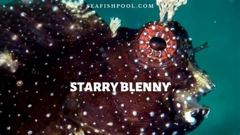 Starry Blenny Fish - Size | Diet | Care | Lifespan | Reef Safe - SeaFish