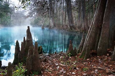 Manatee Springs State Park - When Can You See Manatees? - Floridaing