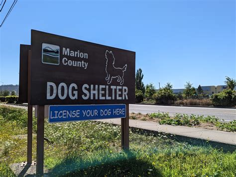 Marion County dog shelter consistently at critical capacity with lost dogs in need - Salem Reporter