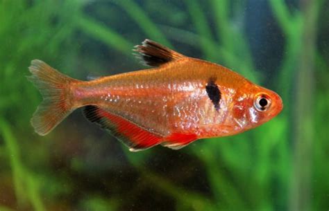 Tetra Fish Guide | Neon, Cardinal, Ember, Serpae Fish