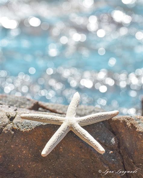 Starfish wall decor bathroom wall art 20x30 light blue wall | Etsy