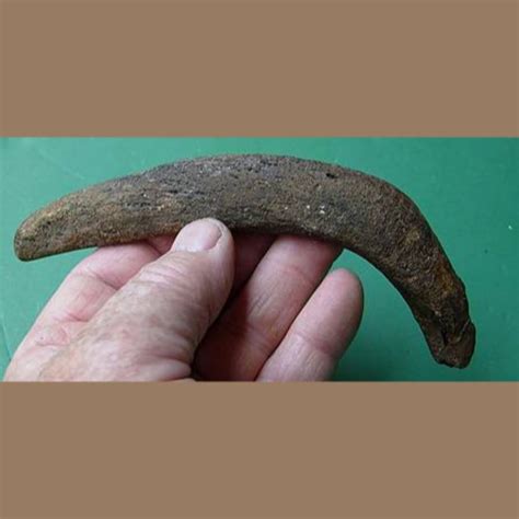 Manatee Rib Fossil - Fossils & Artifacts for Sale | Paleo Enterprises