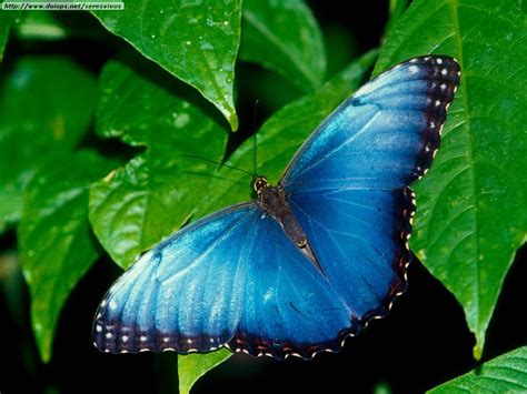 increibles fotos de mariposas - Taringa!