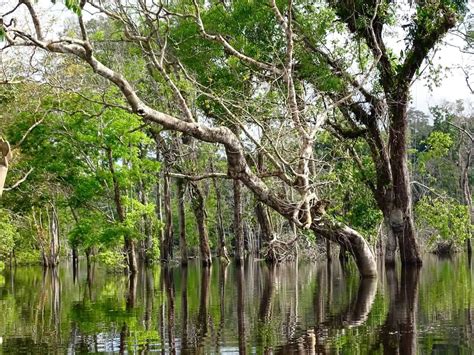 Rio Negro, Brazil - Orchid Conservation Alliance