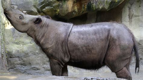 Extremely rare Sumatran rhino dies at Cincinnati Zoo - CBS News