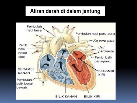 Download Gratis 71 Gambar Jantung Serambi Kiri HD Terbaru - Gambar